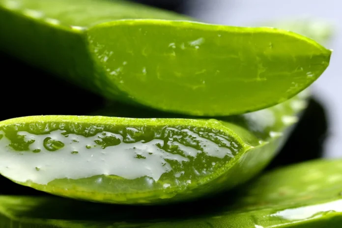 Beneficios del Aloe Vera para la salud de la tiroides Determinadas plantas pueden funcionar como medicinas naturales para distintos dolores, enfermedades y problemas de salud preexistentes. En esta ocasión, hablaremos acerca del aloe vera y el rol que puede tener para el cuidado de la tiroides.