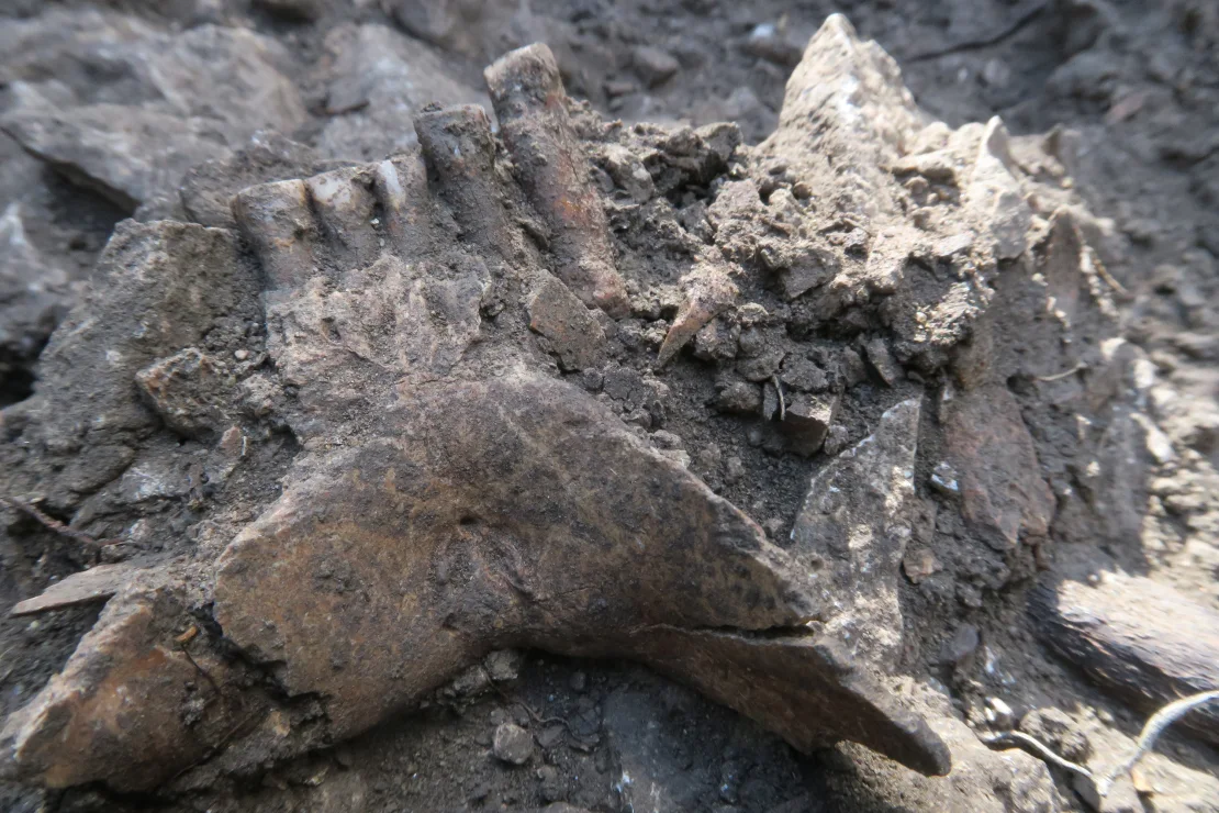 Researchers studying the Thorin Neanderthal remains from Grotte Mandrin, France